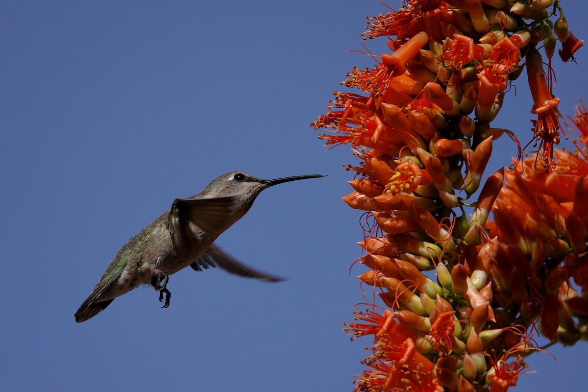 アンナハチドリ - ML647505950