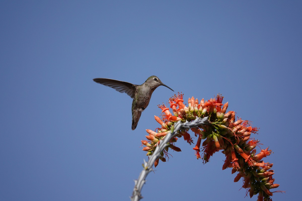 アンナハチドリ - ML647505951