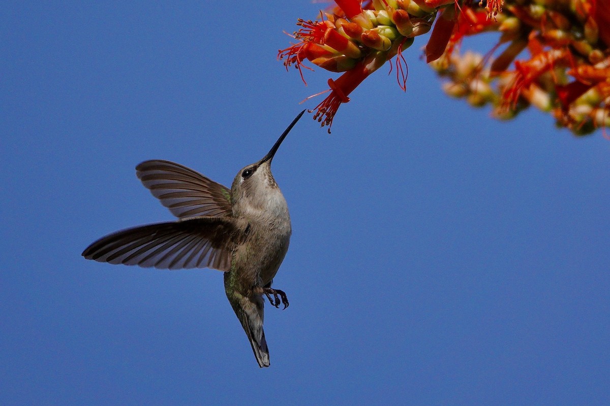 アンナハチドリ - ML647505953