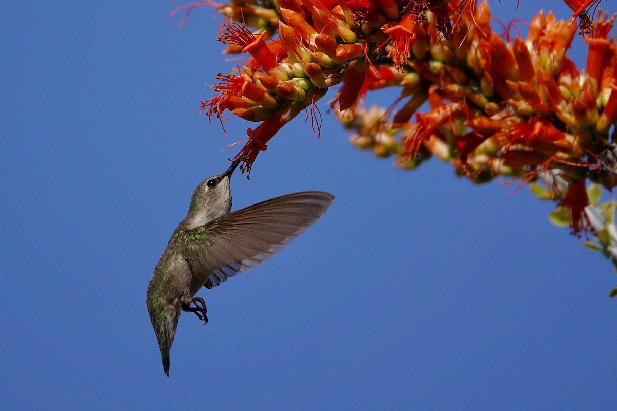 アンナハチドリ - ML647505954