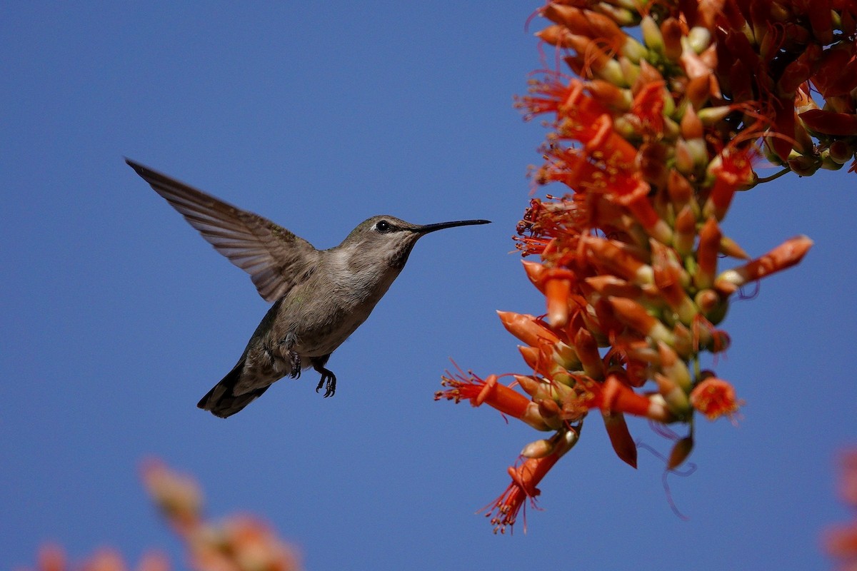 アンナハチドリ - ML647505955