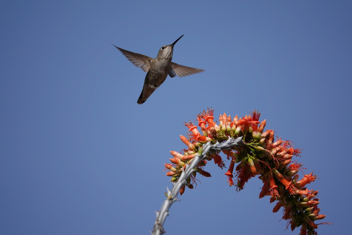 アンナハチドリ - ML647505956