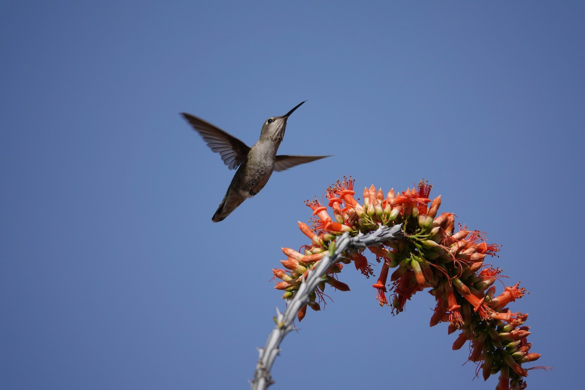 アンナハチドリ - ML647505957