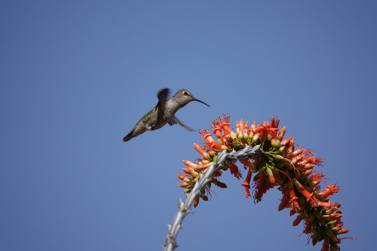 アンナハチドリ - ML647505958