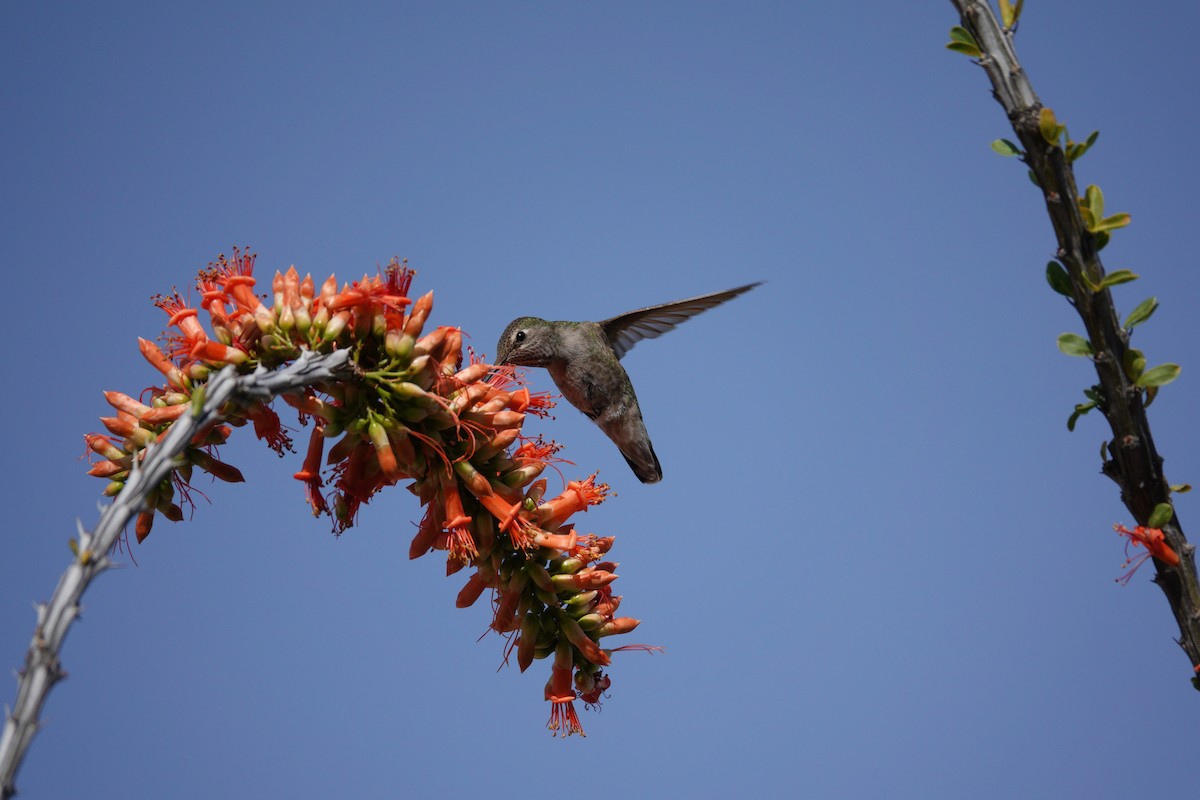 アンナハチドリ - ML647505959