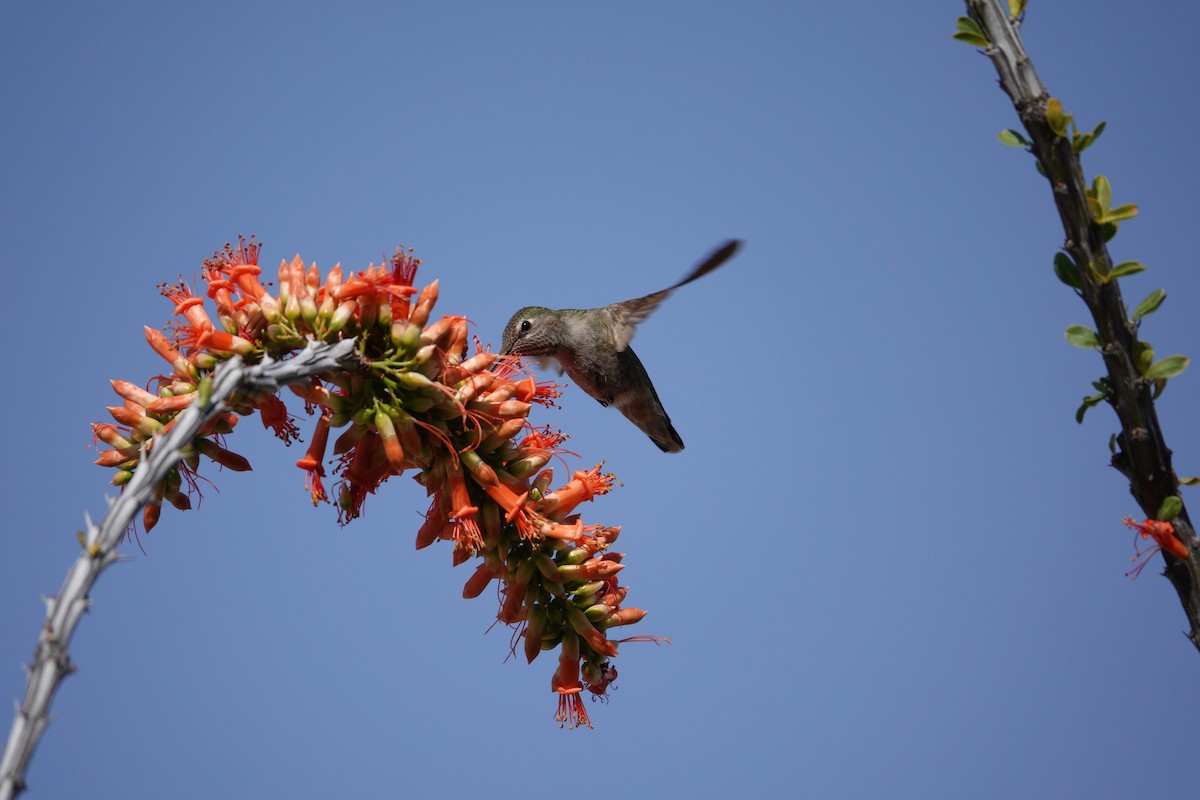 アンナハチドリ - ML647505960