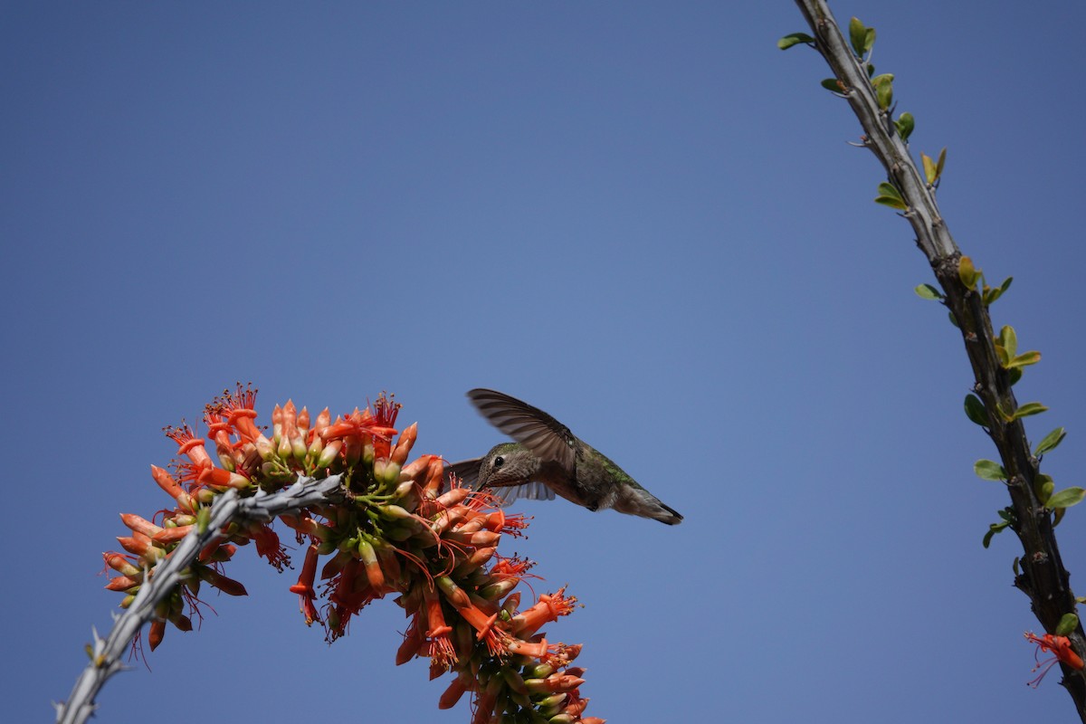 アンナハチドリ - ML647505961