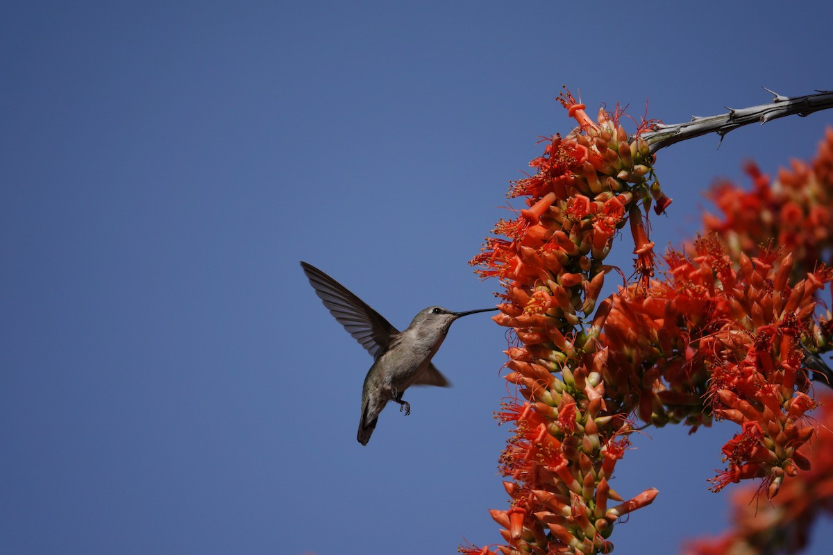 アンナハチドリ - ML647505962