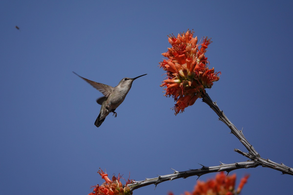 アンナハチドリ - ML647505964