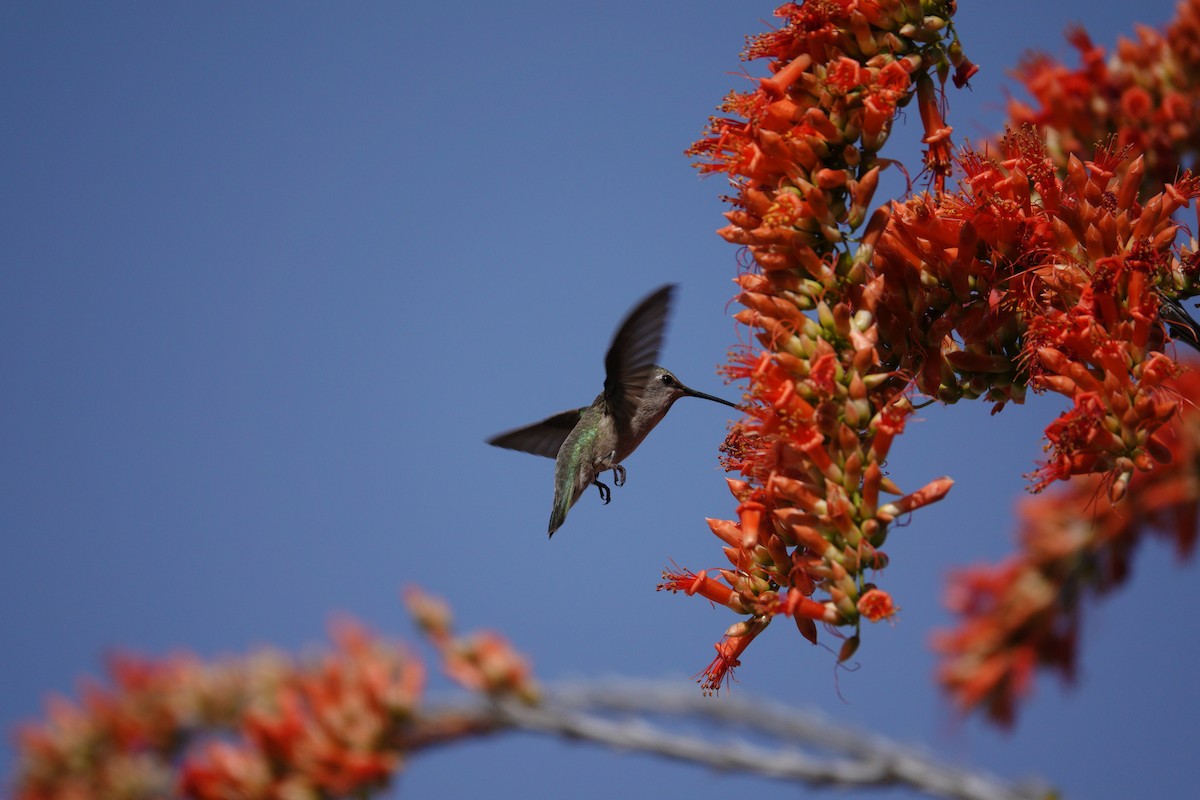 アンナハチドリ - ML647505965