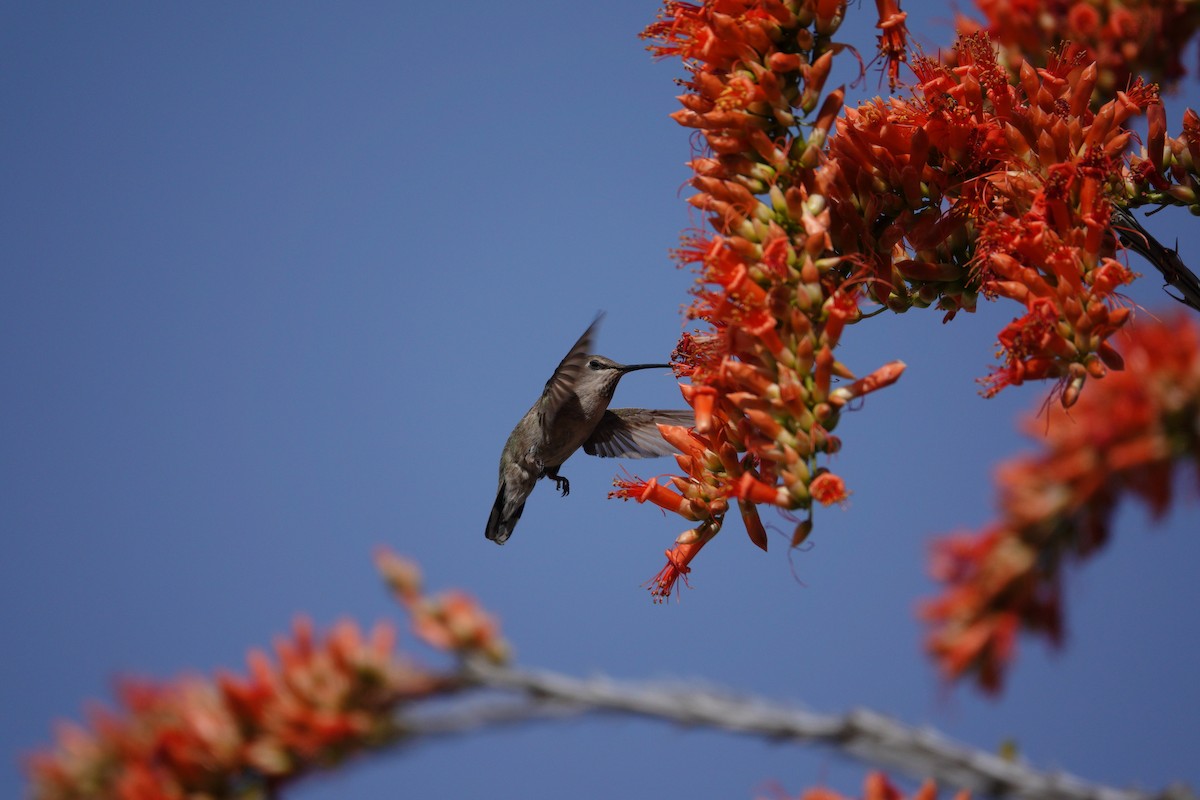 アンナハチドリ - ML647505966