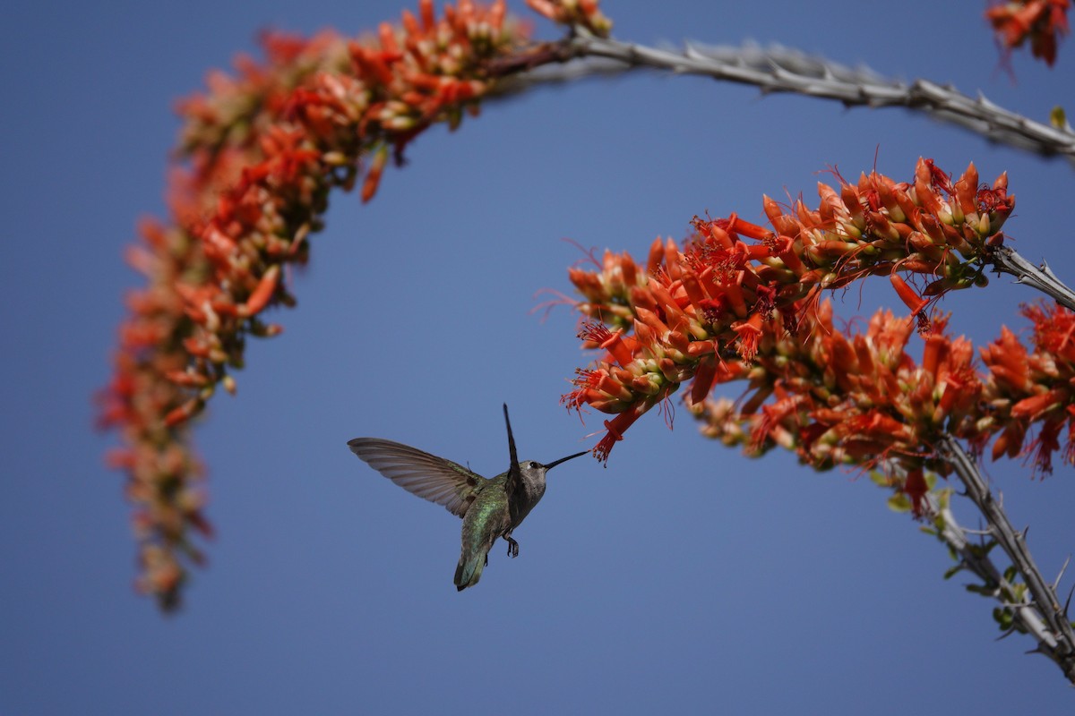 アンナハチドリ - ML647505967