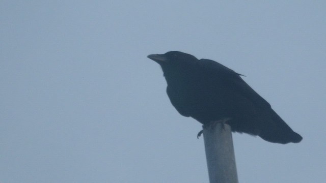 アメリカガラス - ML647505968