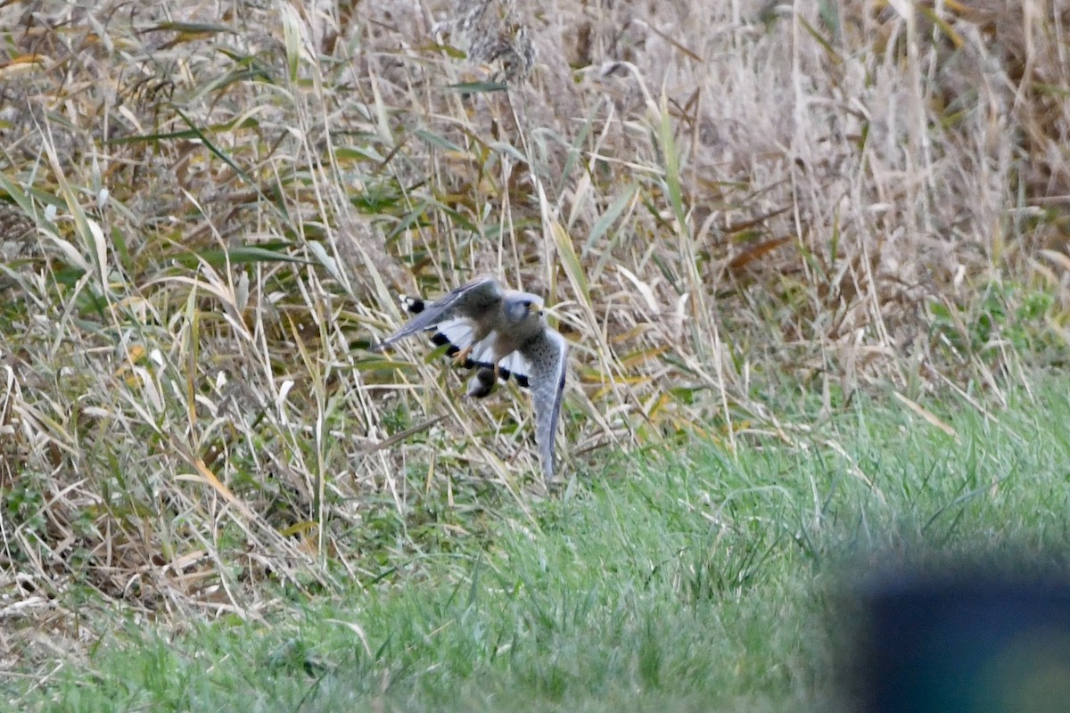 チョウゲンボウ - ML647505969