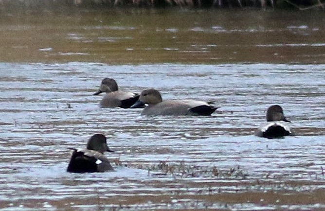 オカヨシガモ - ML647505970