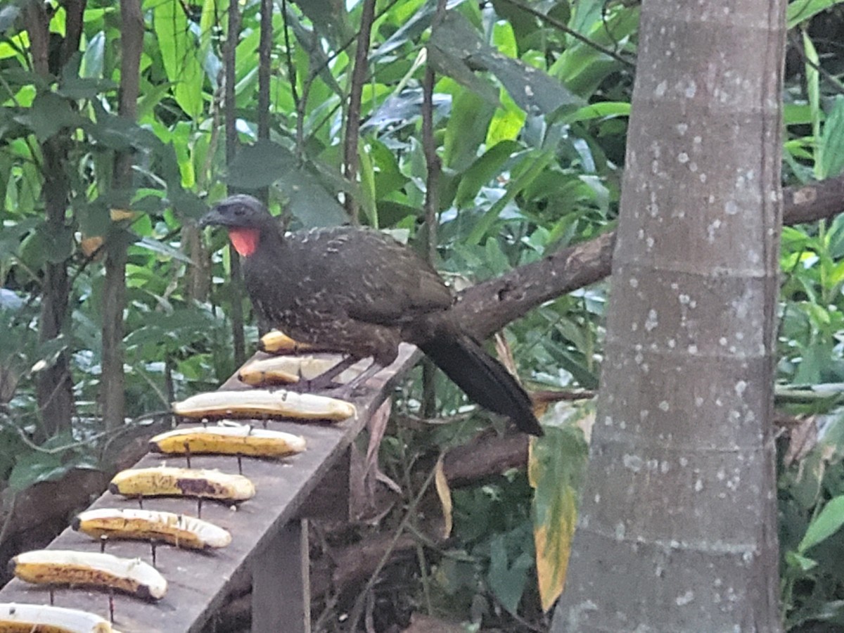 クロアシシャクケイ - ML647505974