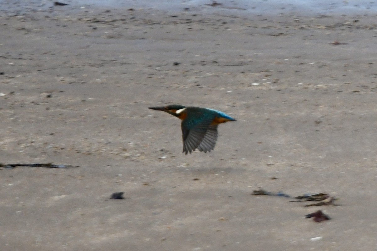 カワセミ - ML647505976