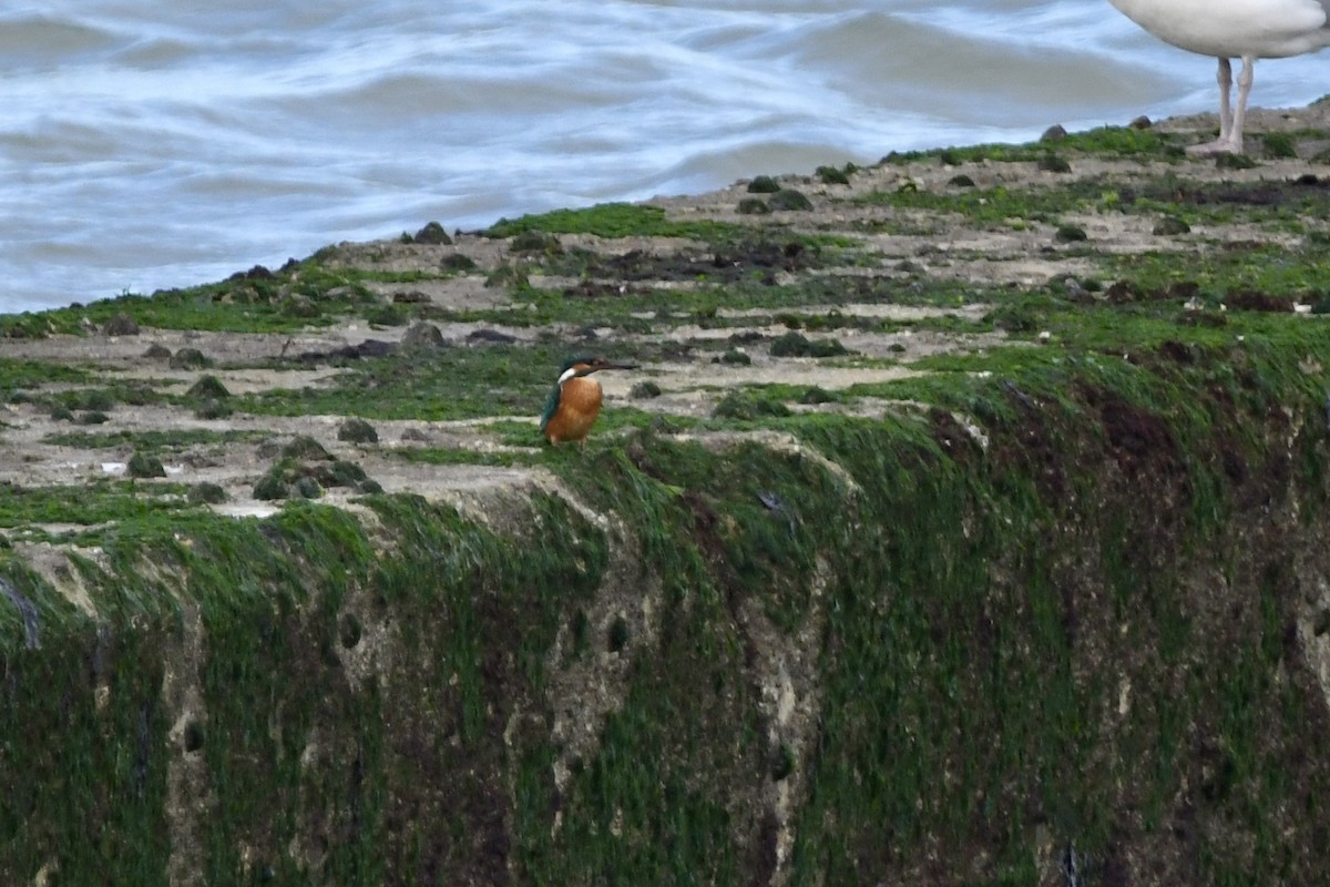 カワセミ - ML647505977