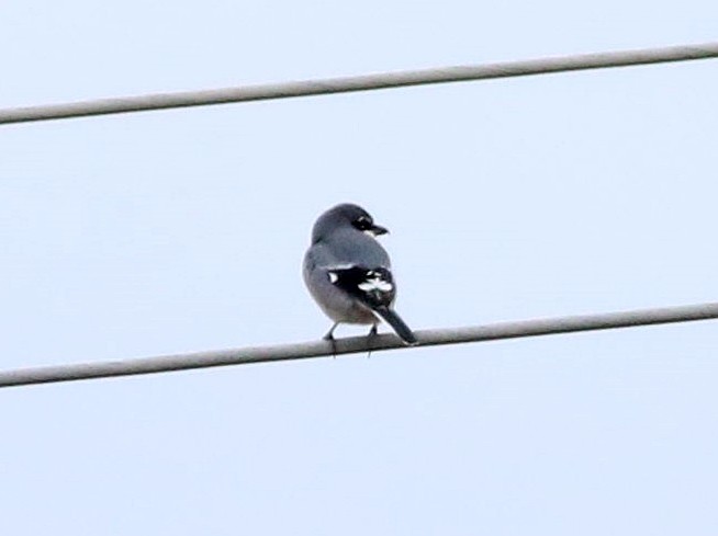 ťuhýk iberský - ML647505980