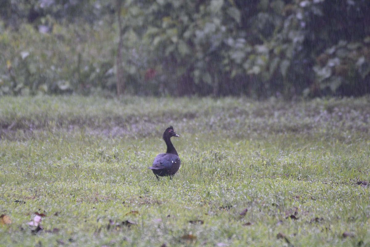 pižmovka americká - ML647505981