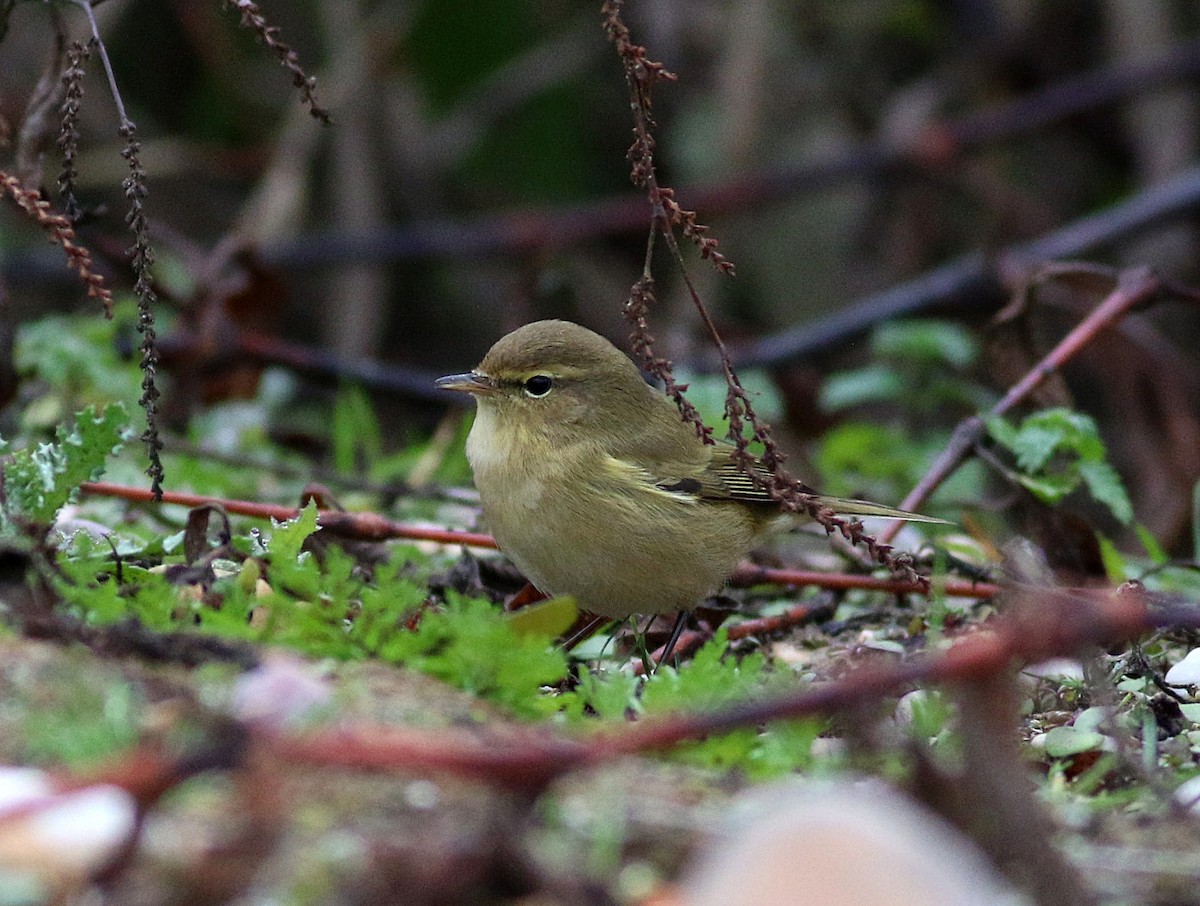 budníček menší - ML647505983