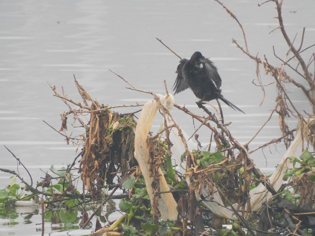 kormorán menší - ML647505987