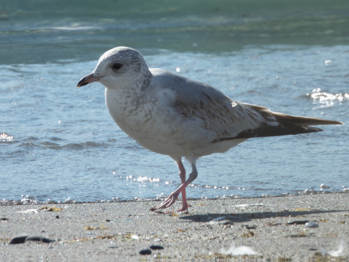 racek bouřní - ML647505989