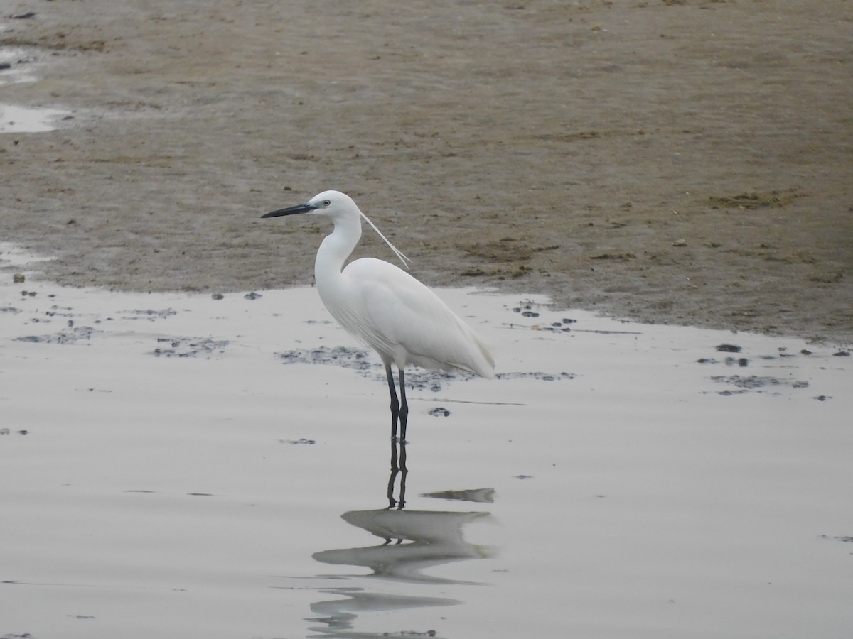 volavka stříbřitá - ML647505990