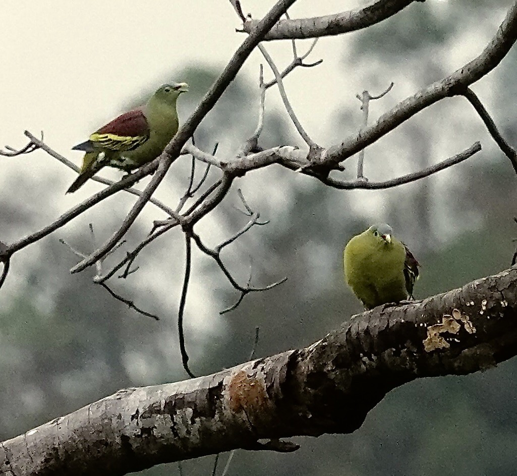 holub indomalajský - ML647505992