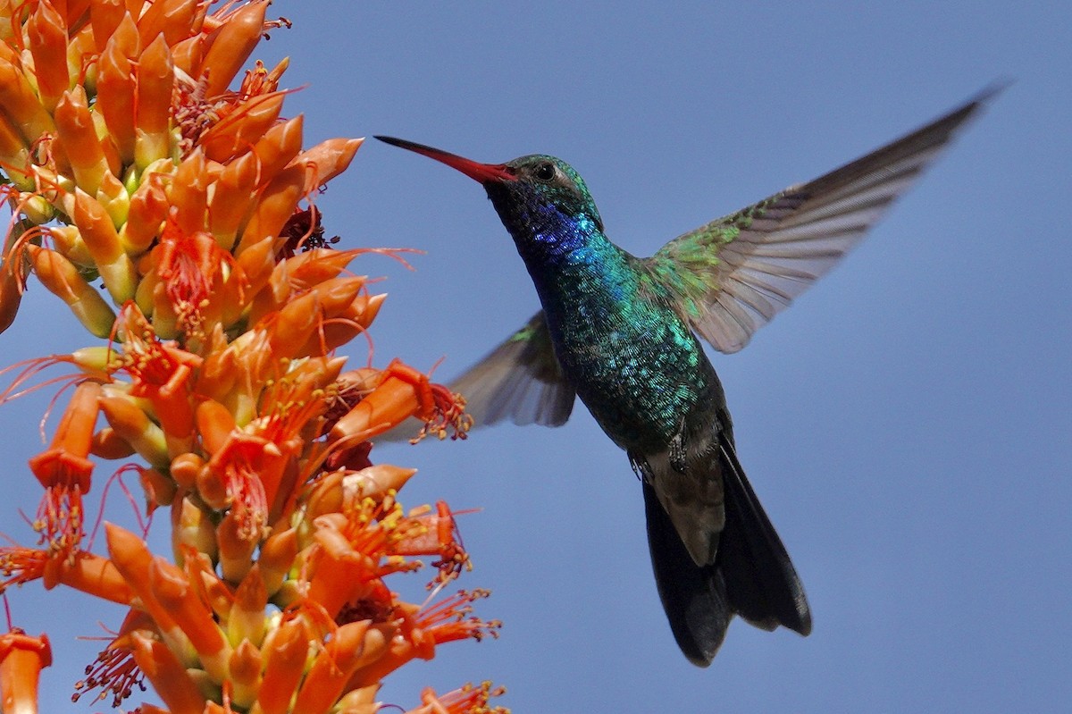 kolibřík širokozobý - ML647505993