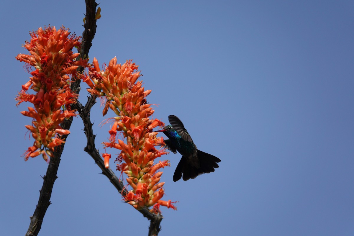 kolibřík širokozobý - ML647505994