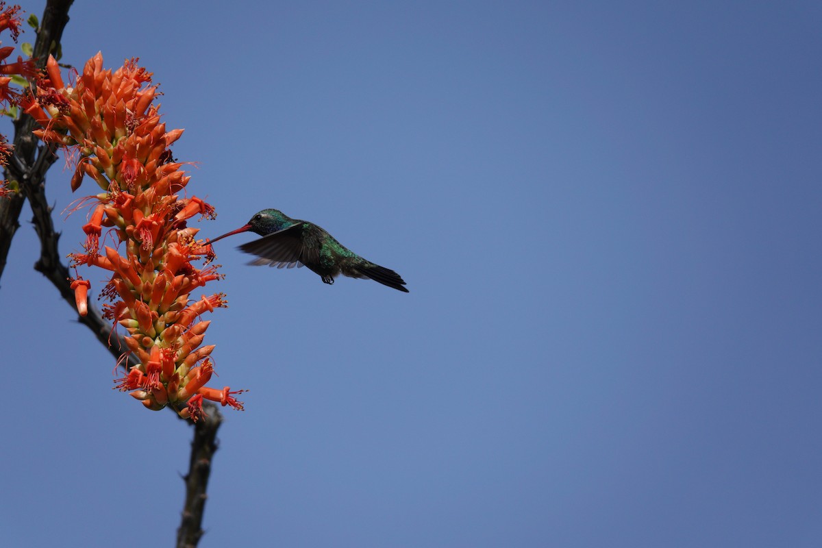 kolibřík širokozobý - ML647505995