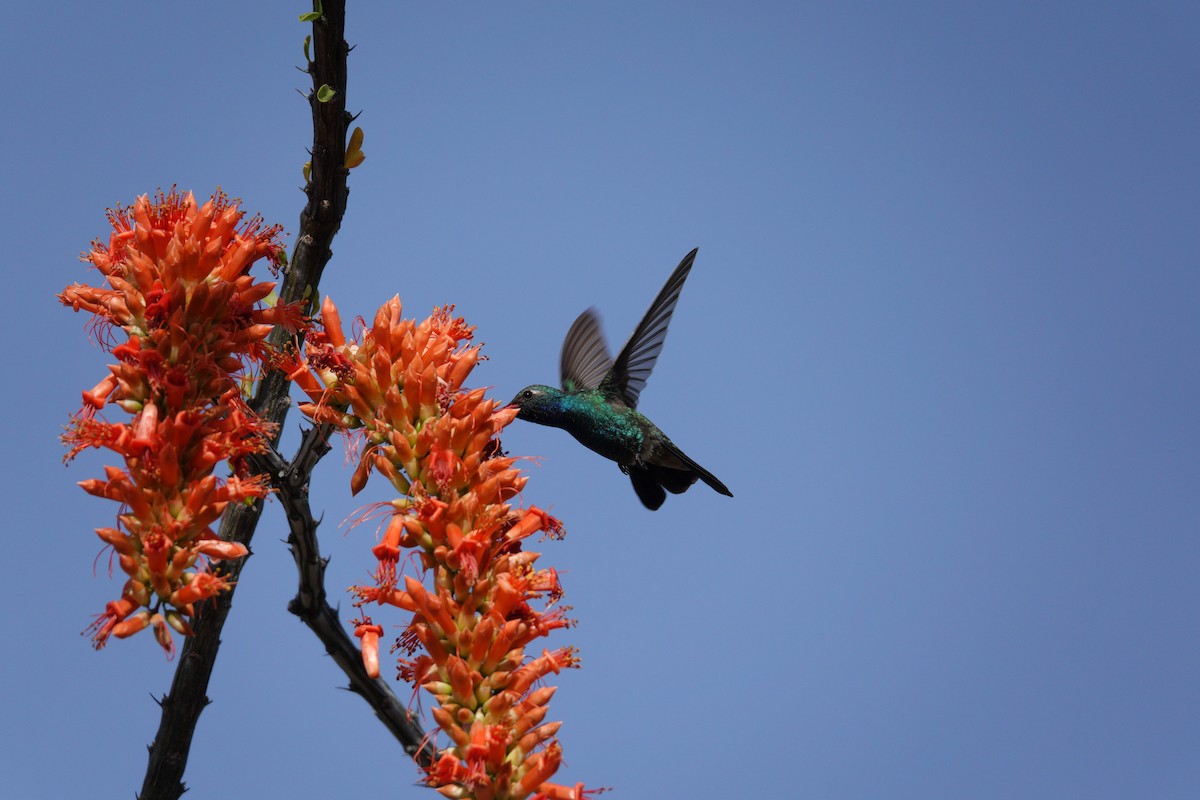 kolibřík širokozobý - ML647505996