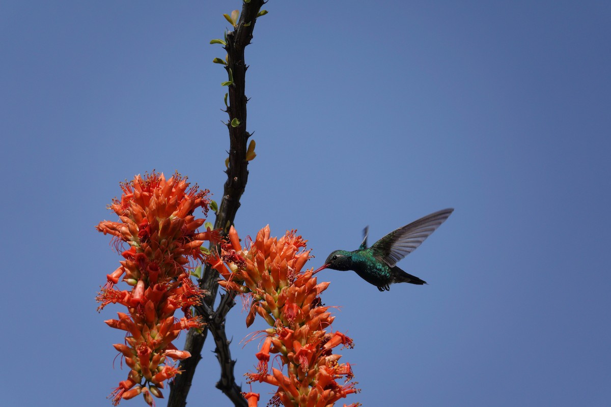 kolibřík širokozobý - ML647505997