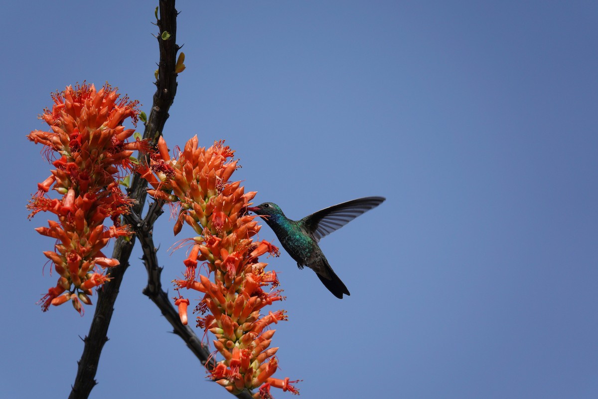 kolibřík širokozobý - ML647505998