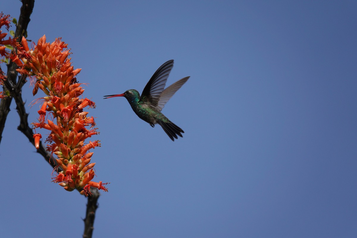 kolibřík širokozobý - ML647505999