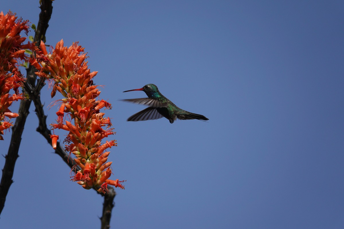 kolibřík širokozobý - ML647506000