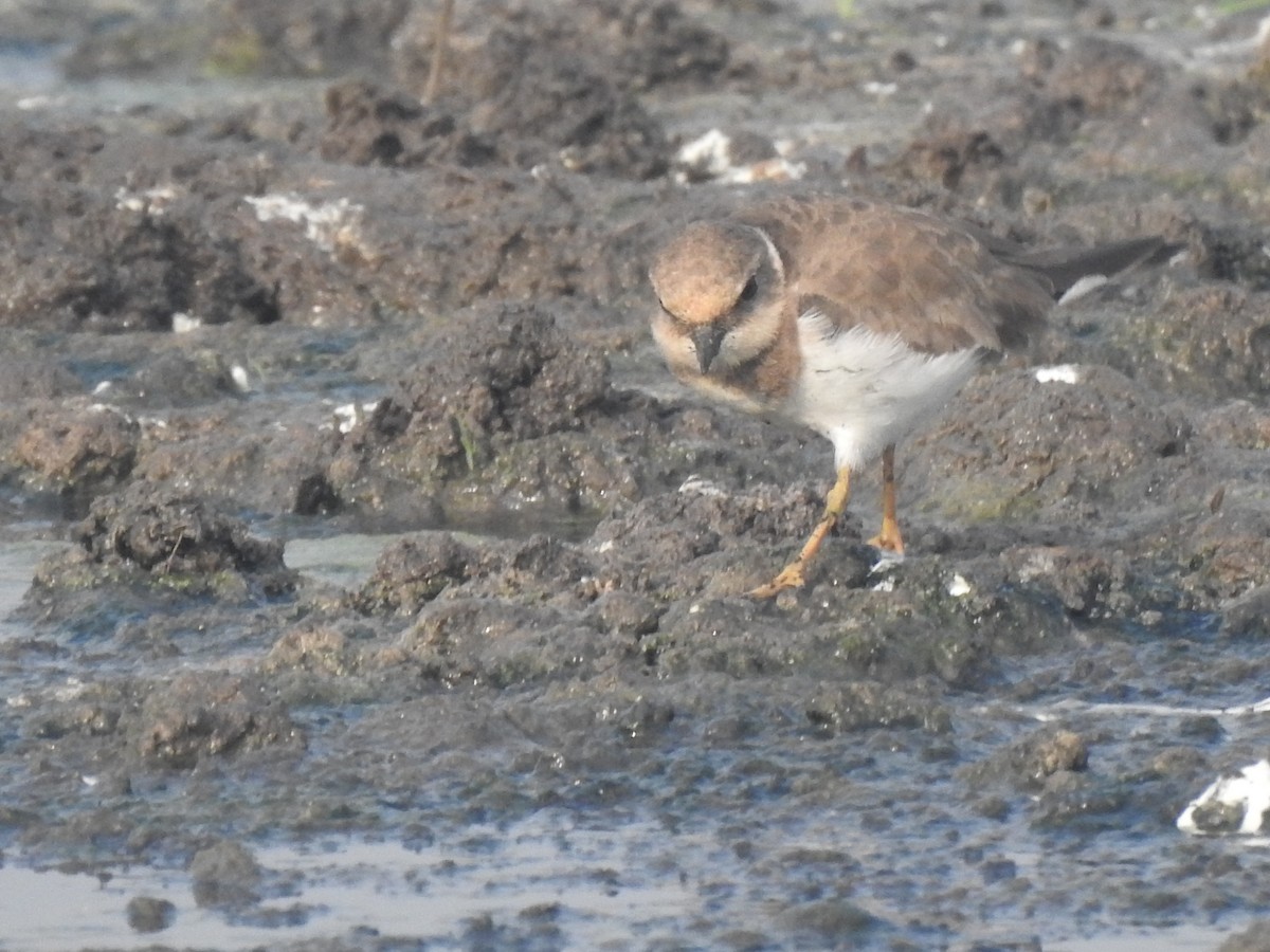 kulík říční - ML647506001