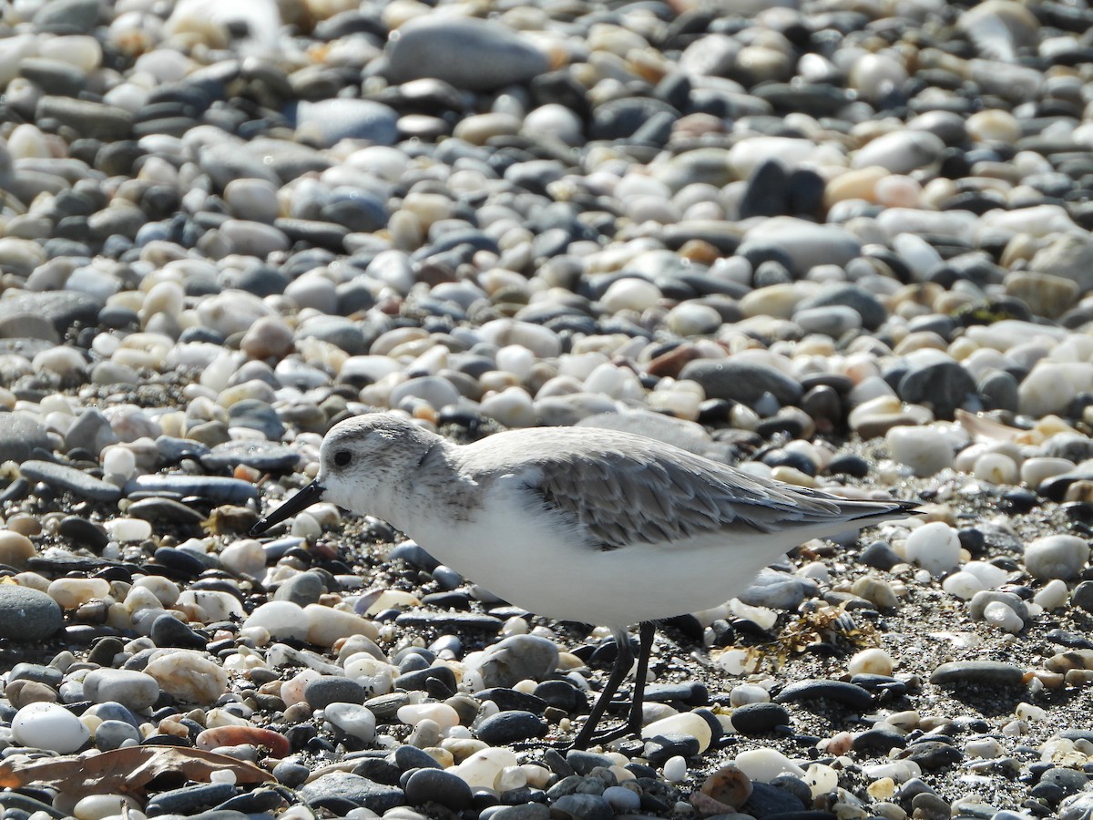 jespák písečný - ML647506002