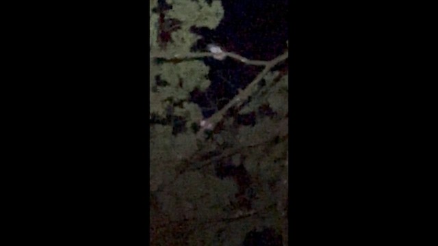 sovka dravčí - ML647506005