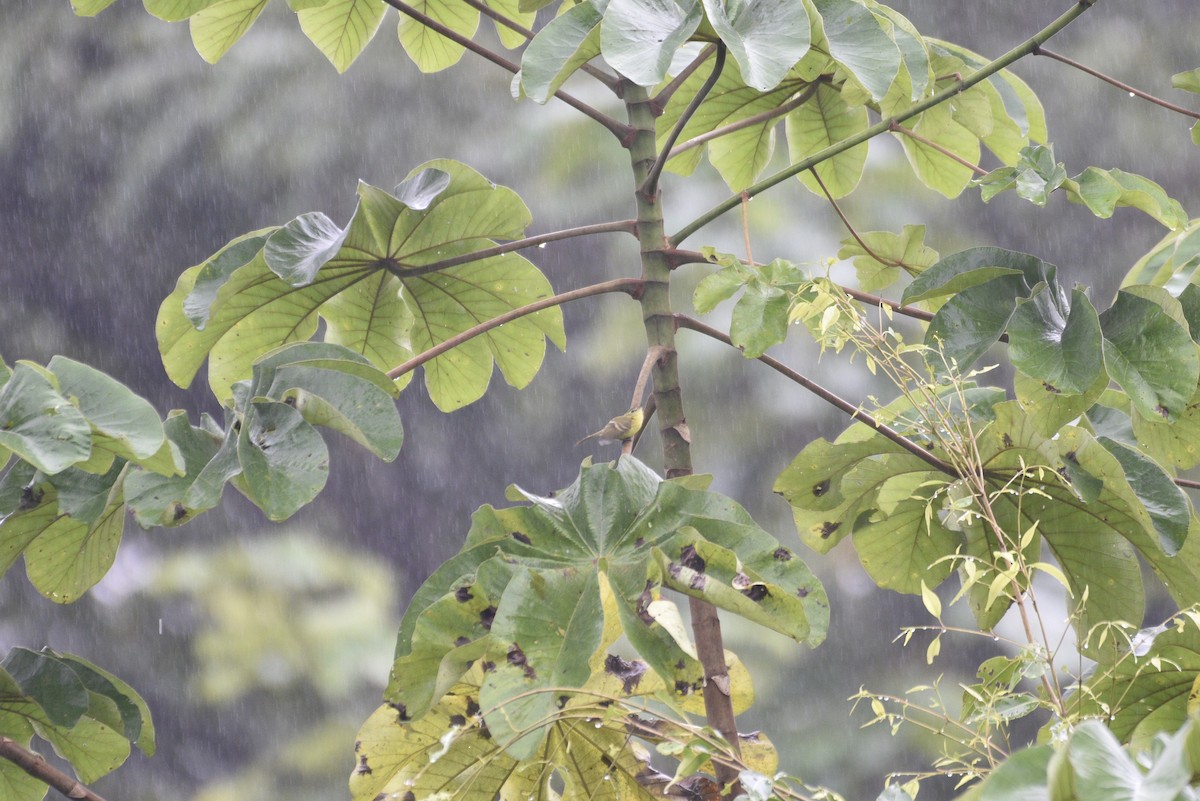 Yellow Tyrannulet - ML647506008