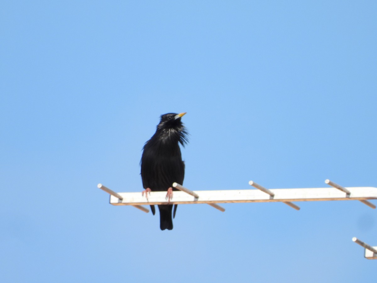 špaček černý - ML647506009