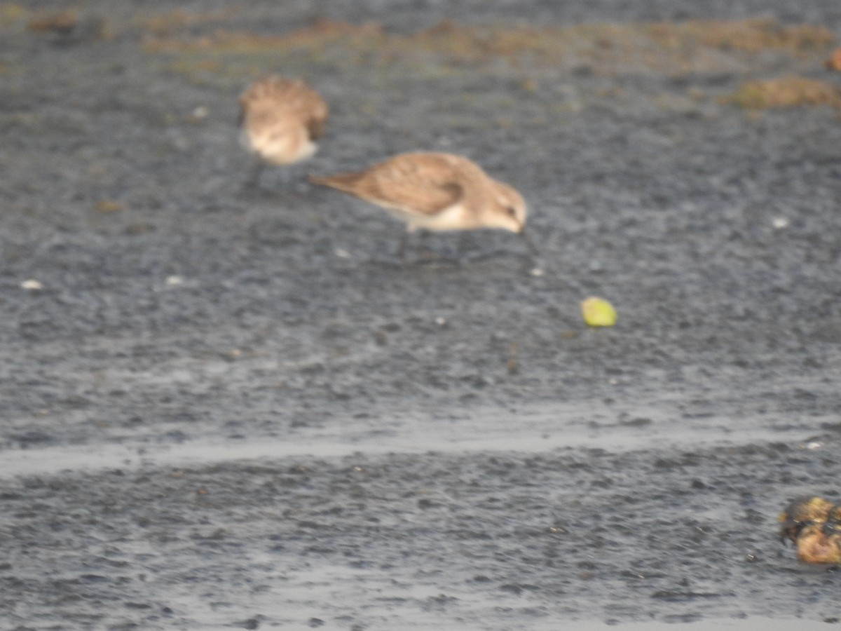 kulík mořský - ML647506010