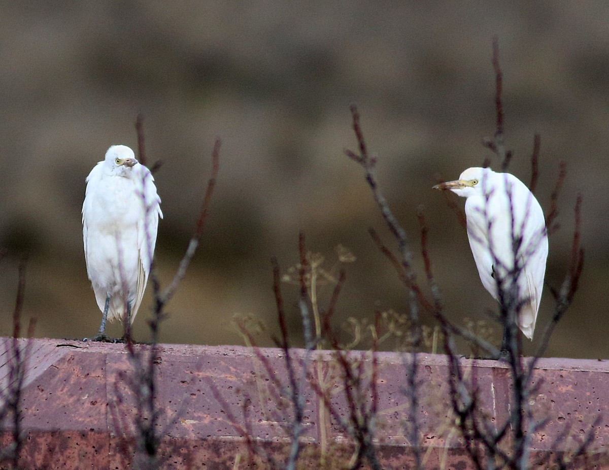 volavka rusohlavá - ML647506012