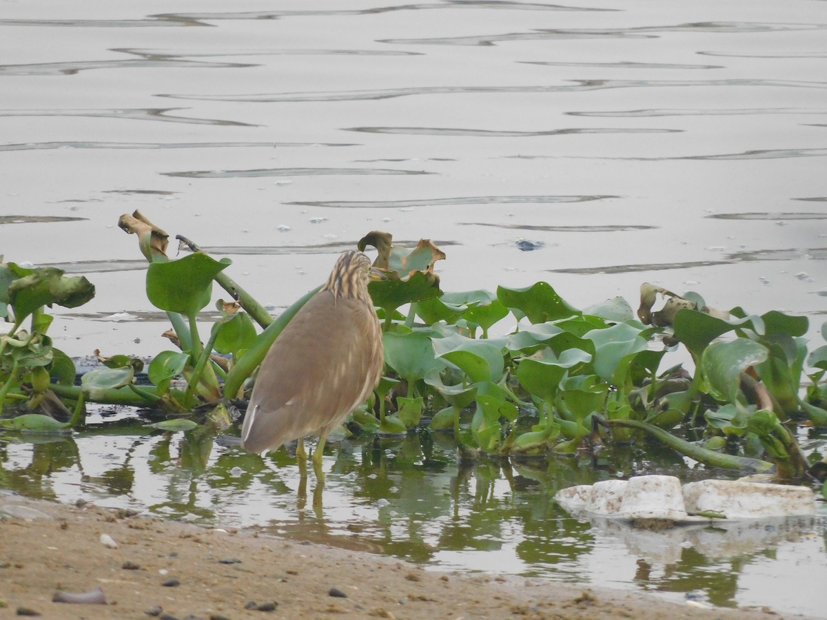 volavka hnědohřbetá - ML647506014
