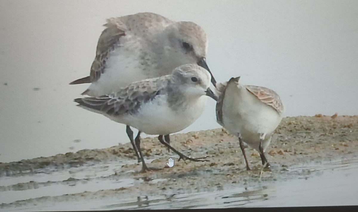 peep sp. - ML647506015