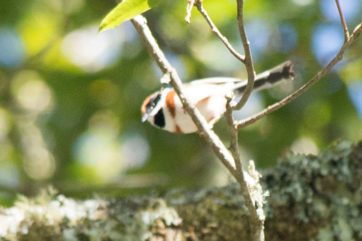 mlynařík kaštanovotemenný - ML647506016