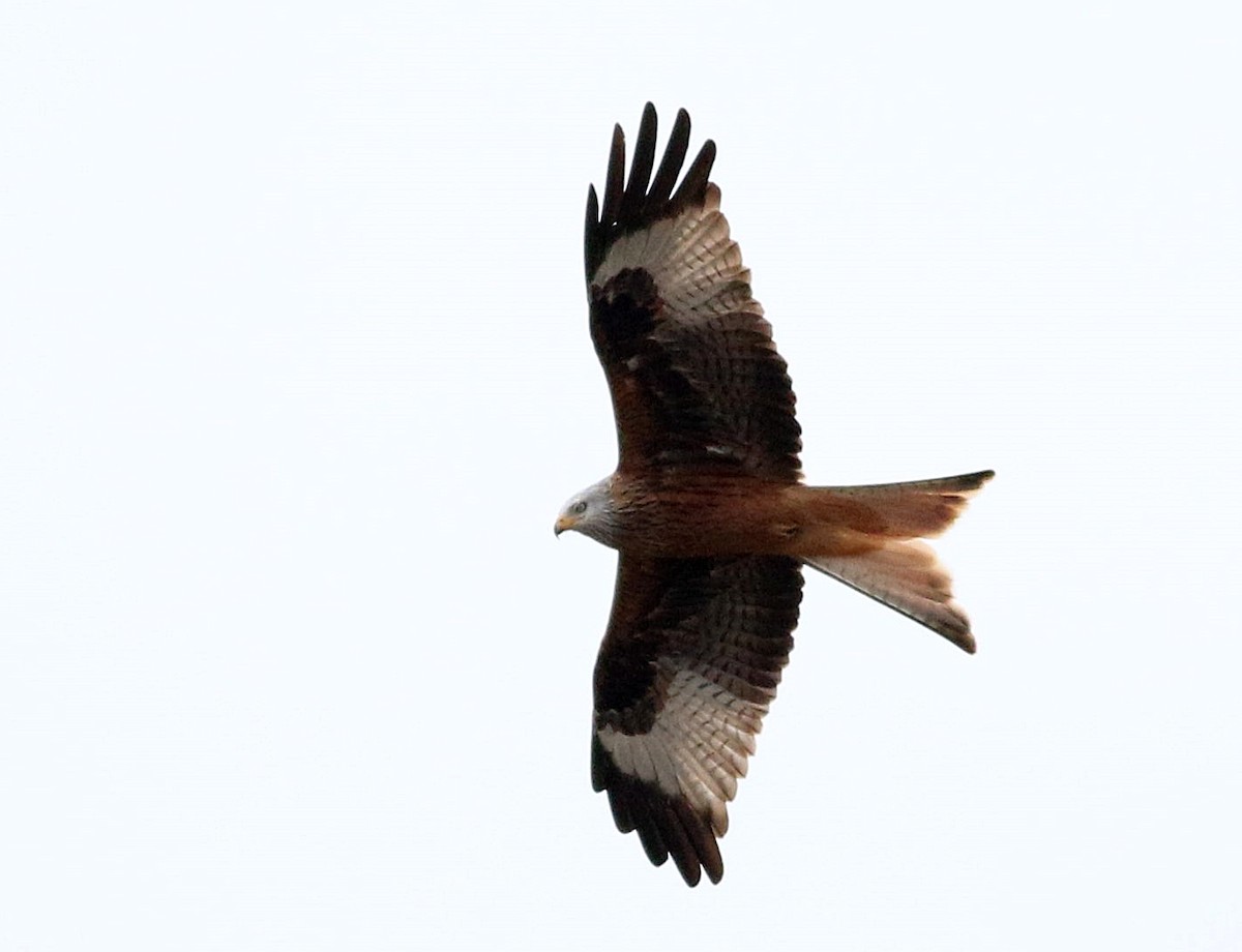 luňák červený - ML647506017