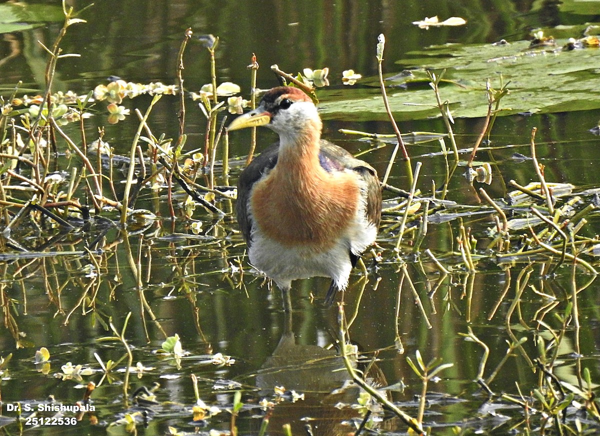 Бронзовокрылая якана - ML647506019