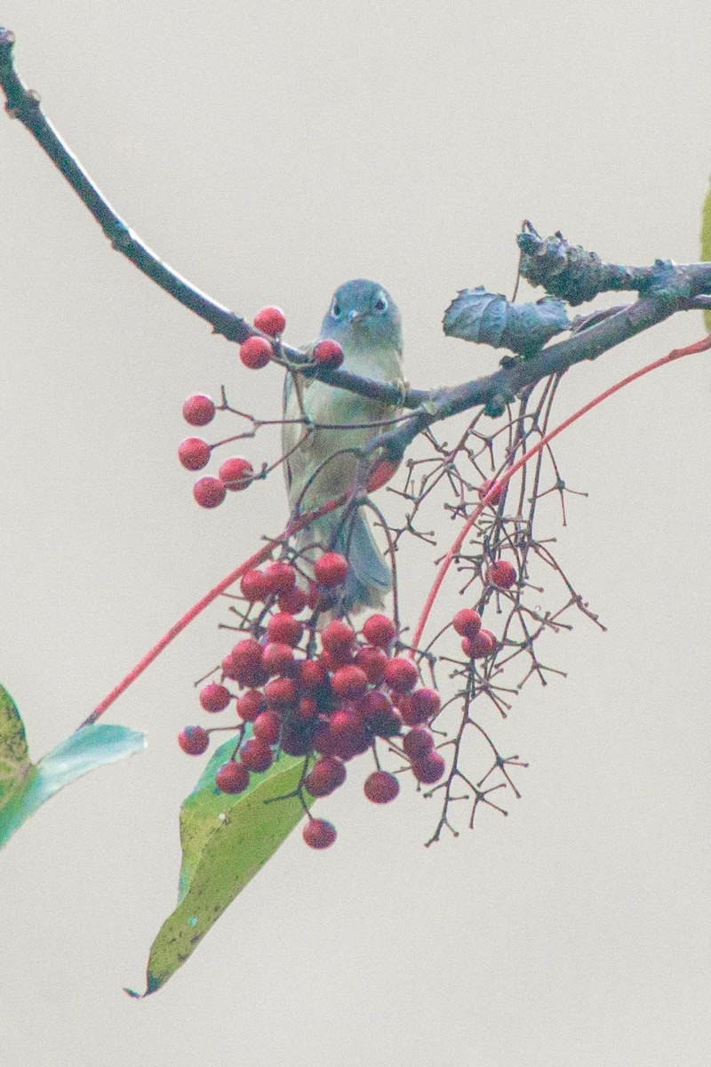 Morrison's Fulvetta - ML647506020